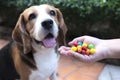 People are feeding dogs with chocolate Royalty Free Stock Photo