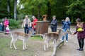 People feeding roe deer doe in game park Wildpark, Dusseldorf, Germany