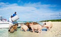 People Feeding Feral Exuma Pigs