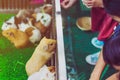 People are feeding food to mice in cage.