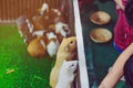 People are feeding food to mice in cage.