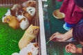 People are feeding food to mice in cage.