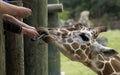 People feeding giraffe in zoo