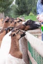 People feeding goats at the petting zoo Royalty Free Stock Photo