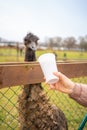 People feeding ostrich in contact zoo with domestic animals and people in Zelcin, Czech republic. Royalty Free Stock Photo