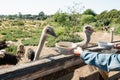 Ostriches. People Feeding the Animals. Birds are Trained to Eat Out of a Bowl. Ostrich Farm, California Royalty Free Stock Photo