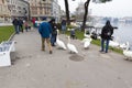 People feeding and playing with swans