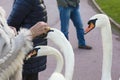 People feeding and playing with swans Royalty Free Stock Photo