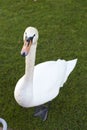 People feeding and playing with swans Royalty Free Stock Photo