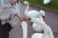People feeding and playing with swans Royalty Free Stock Photo