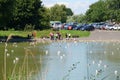 People feeding seagulls on lake in park