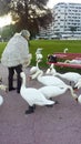 People feeding swans with bread Royalty Free Stock Photo