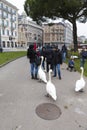 People feeding swans with bread Royalty Free Stock Photo