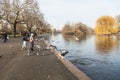 People feeding swans and geese in Hyde Park Royalty Free Stock Photo