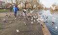 People feeding swans and geese in Hyde Park