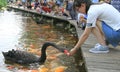 People are feeding swans in park of Chengdu, China Royalty Free Stock Photo