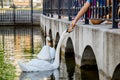 People feeding swans in the park Royalty Free Stock Photo