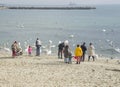 People feeding swans on the seashore