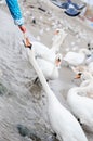 People feeding swans wintering on the beach