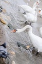 People feeding swans wintering on the beach Royalty Free Stock Photo