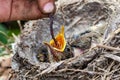 Feeding wild baby bird in nest Royalty Free Stock Photo