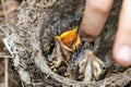 Feeding wild baby bird in nest Royalty Free Stock Photo