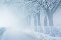 People in fog on snowy embankment with trees