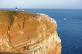 People gannet colony Heligoland Helgoland Royalty Free Stock Photo