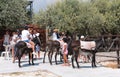 People get ready for a donkey safari. Children are sitting on donkeys. One woman takes pictures of children. Golden Donkey Farm