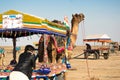 People getting onto colorful camel carts as other carts go in the distance