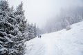 People go to the mountains fir-tree, winter fog