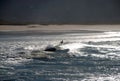 Surf time on the beach Royalty Free Stock Photo