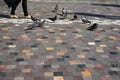 People and grey pigeons walking with cast shadow on colorful square shape marble texture floor in old town public open space Royalty Free Stock Photo