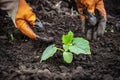 People hands pour the soil when planting seedlings