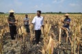 People harvest corn