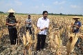 People harvest corn