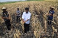 People harvest corn