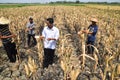 People harvest corn