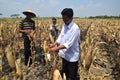 People harvest corn