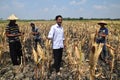 People harvest corn