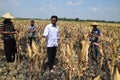 People harvest corn