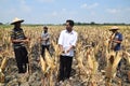 People harvest corn