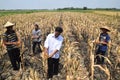 People harvest corn