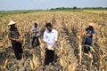 People harvest corn