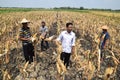People harvest corn