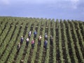 People harvesting blue grapes in France