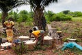 People harvesting cassava Royalty Free Stock Photo