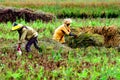 People harvesting a paddy field