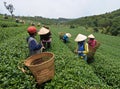 People harvesting tea on the field in Bao Loc, Vietnam