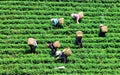 People harvesting tea on the field in Moc Chau, Vietnam